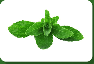 Daun Stevia